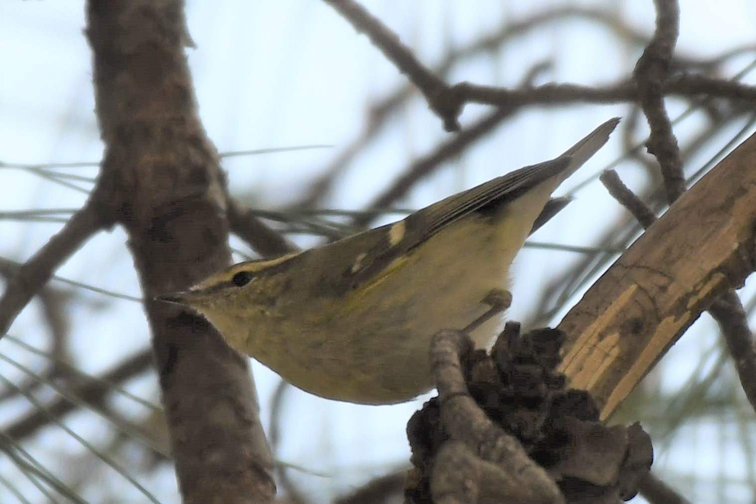 Hume's Warbler
